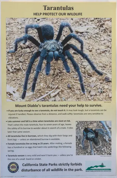 Mt. Diablo State Park, Kaliforniya, ABD - 4 Ekim 2025: Tarantula farkındalık işareti yaz sonu ve sonbahar çiftleşme sezonu.