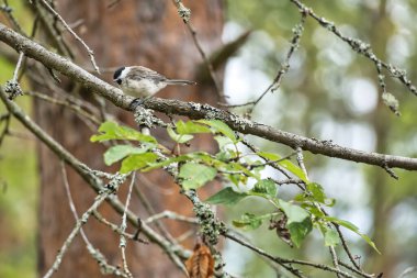Great tit sitting in tree on a branch. Wild animal foraging for food. Animal shot of a bird from nature