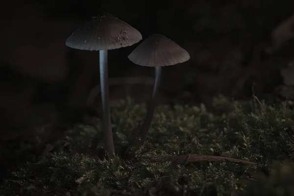 Zwei Filigrane Kleine Pilze Auf Moos Mit Hellen Flecken Wald — Stockfoto