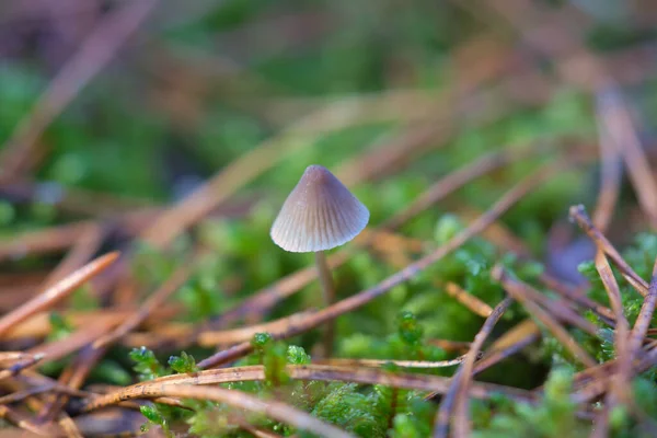 Ein Filigraner Kleiner Pilz Auf Dem Waldboden Weichem Licht Makroaufnahme — Stockfoto