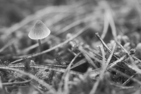 Филигранный Маленький Гриб Снятый Черно Белом Цвете Лесной Подстилке Мягком — стоковое фото