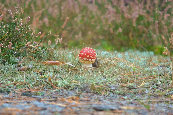 Toadstool Fond Une Forêt Conifères Dans Les Bois Champignon Empoisonné — Photo