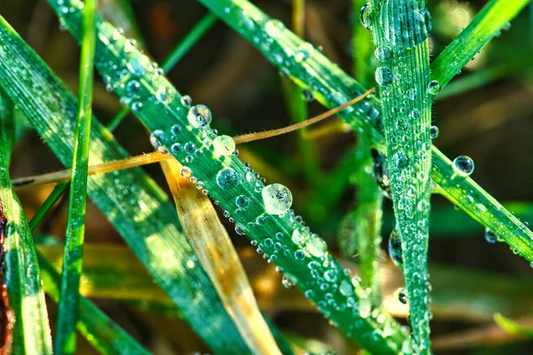 Frozen Dew Drops Blade Grass Close Frozen Water Macro Shot — Stock Photo, Image