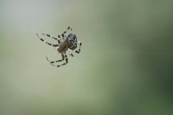 Örümcek Ipliğinde Sürünen Çapraz Örümcek Cadılar Bayramı Korkusu Arka Plan — Stok fotoğraf