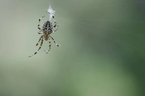 Traversez Araignée Dans Une Toile Araignée Recherche Proies Fond Flou — Photo