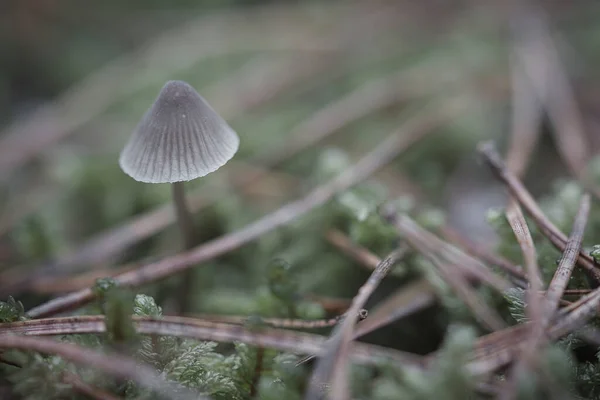 Ein Filigraner Kleiner Pilz Auf Dem Waldboden Weichem Licht Makroaufnahme — Stockfoto