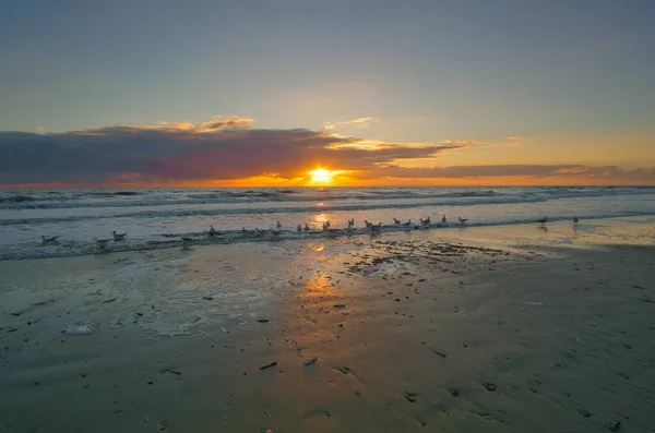 Pôr Sol Praia Dinamarca Conchas Primeiro Plano Caminhe Costa Paisagem — Fotografia de Stock