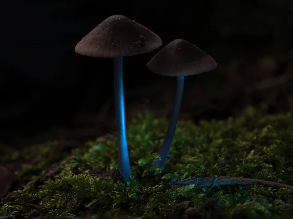 Två Filigran Små Svampar Mossa Med Ljus Fläck Skogen Skogsbotten — Stockfoto
