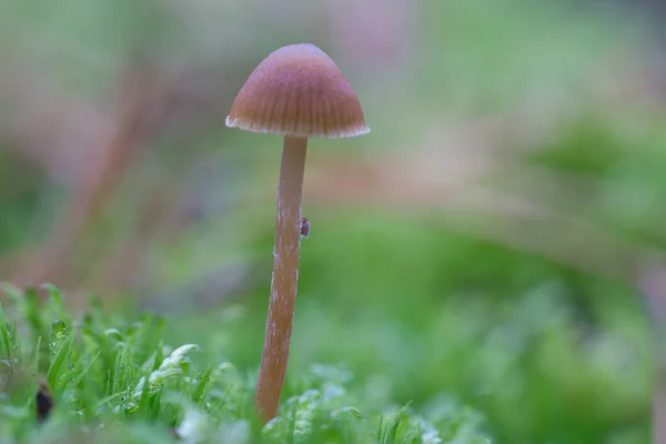 柔らかい光の中の森の床の上に小さなキノコです 自然からのマクロショット — ストック写真