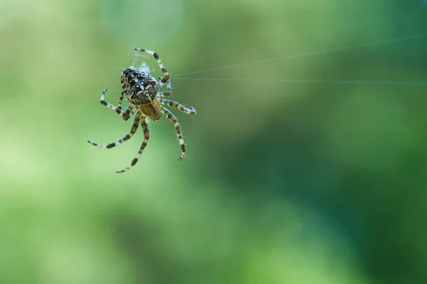 Traversez Araignée Dans Une Toile Araignée Recherche Proies Fond Flou — Photo
