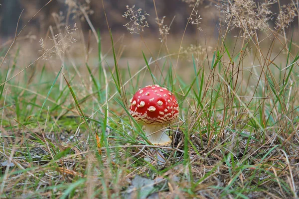 在森林里的针叶林底部的凳子上 有毒的蘑菇 有白斑的红帽 森林中与自然的密切关系 — 图库照片