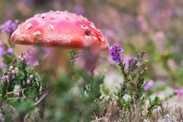 Toadstool Dans Champ Bruyère Dans Forêt Champignon Empoisonné Casquette Rouge — Photo