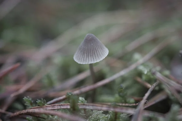 在松软的光线下 在森林地面上的一个小蘑菇 从大自然那里拍的宏观照片 — 图库照片