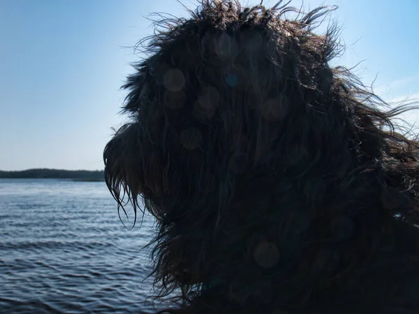 Retrato Perro Goldendoodle Perro Está Sentado Embarcadero Con Vistas Lago —  Fotos de Stock