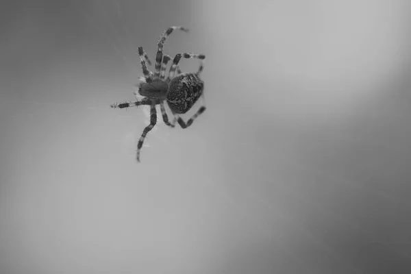 十字蜘蛛穿着黑白相间的衣服 在蜘蛛网里 潜伏着寻找猎物 模糊的背景 昆虫中有用的猎手 Arachnid 野外的动物照片 — 图库照片