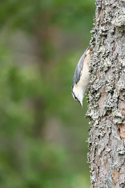 Nuthatch 在树干上寻找食物 灰色和白色的小鸟 来自大自然的动物照片 — 图库照片