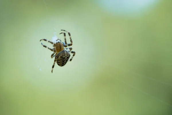 十字蜘蛛在蜘蛛丝上爬行 万圣节恐惧 模糊的背景 昆虫中有用的猎手 Arachnid 野外的动物照片 — 图库照片