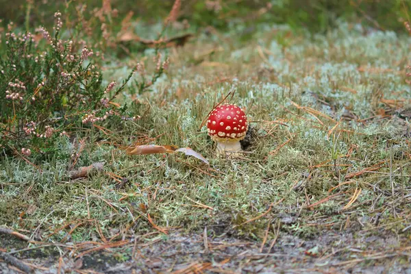 Toadstool Fundo Uma Floresta Coníferas Floresta Cogumelo Venenoso Tampa Vermelha — Fotografia de Stock