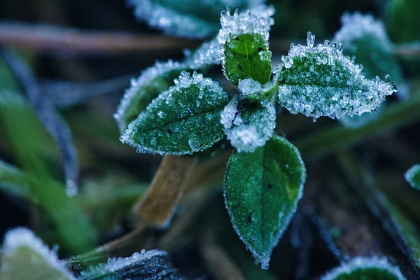 まだ緑の植物に氷の結晶 凍った水を閉じます 自然からのマクロショット ストックフォト