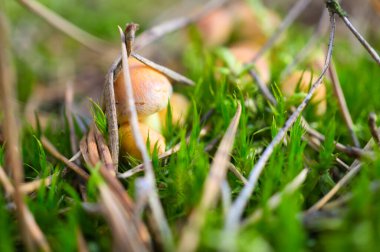 Orman zemininde yosun içinde portakal filigran mantarı. Habitattan Macro manzarası. Doğa fotoğrafı.