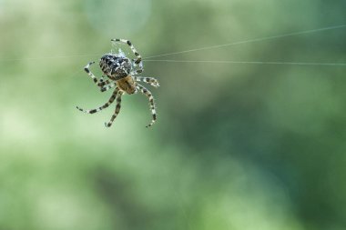 Örümceğin ağındaki çapraz örümcek, avını arıyor. Arka plan bulanık. Böcekler arasında yararlı bir avcı. Eklembacaklı. Vahşi doğadan bir hayvan fotoğrafı..