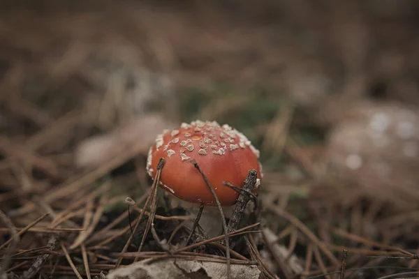 Fliegenpilz Boden Eines Nadelwaldes Wald Giftpilz Rote Kappe Mit Weißen — Stockfoto