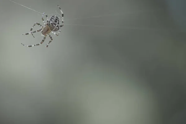 Kreuzspinnen Kriechen Auf Einem Spinnenfaden Halloween Schreck Unscharfer Hintergrund Ein — Stockfoto