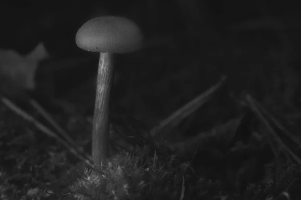 森林地面苔藓中的黑 白丝菇 从栖息地看宏观 自然照片 — 图库照片