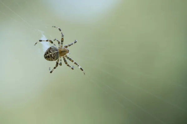 Kreuzspinnenschuss Kriechend Auf Einem Spinnenfaden Halloween Schreck Unscharfer Hintergrund Ein — Stockfoto