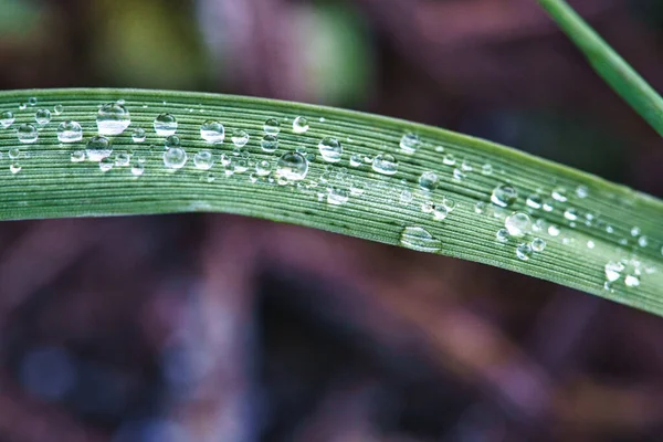 Frozen Dew Drops Blade Grass Close Frozen Water Macro Shot — Stock Photo, Image