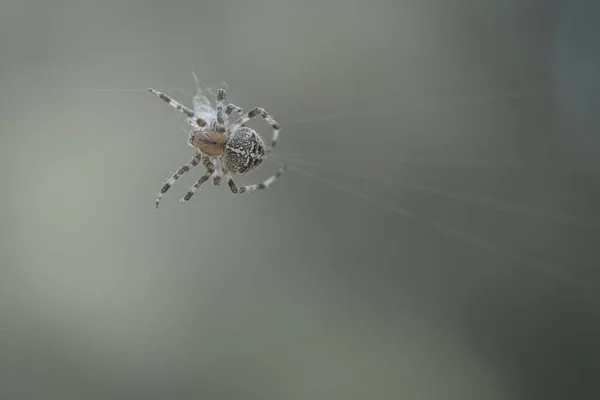 기어다니는 크로스 스파이더 할로윈 흐릿하다 곤충들 사이에서의 사냥꾼 — 스톡 사진