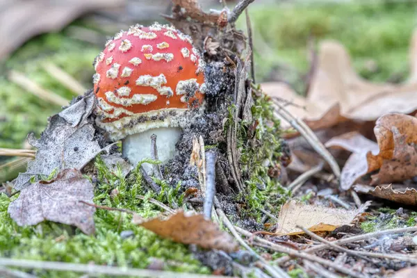 在森林里的针叶林底部的凳子上 有毒的蘑菇 有白斑的红帽 森林中与自然的密切关系 — 图库照片