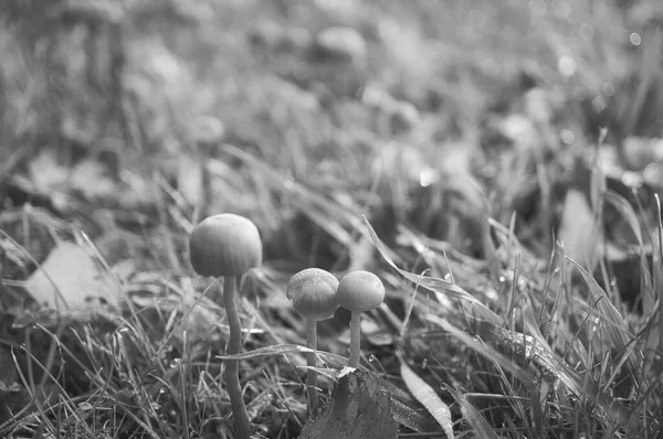 Filigree mushrooms in black and white taken on a meadow. Macro view from the habitat. Nature photo