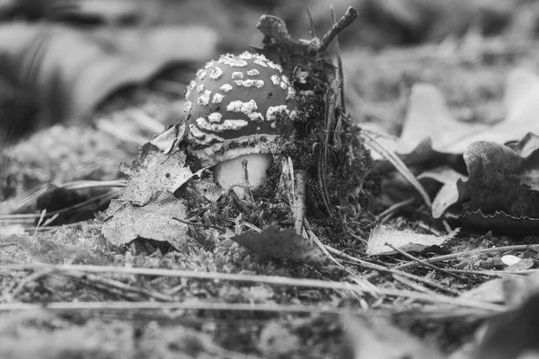 Toadstool Taken Black White Ground Coniferous Forest Woods Poisonous Mushroom — Stock Photo, Image