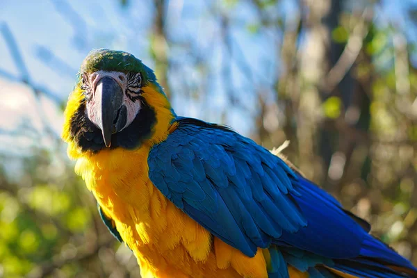 Portrait Yellow Macaw Branch Parrot Bird Endangered Species Animal Photo — Stock Photo, Image
