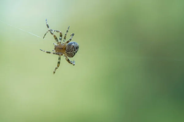 기어다니는 할로윈 흐릿하다 곤충들 사이에서의 사냥꾼 — 스톡 사진