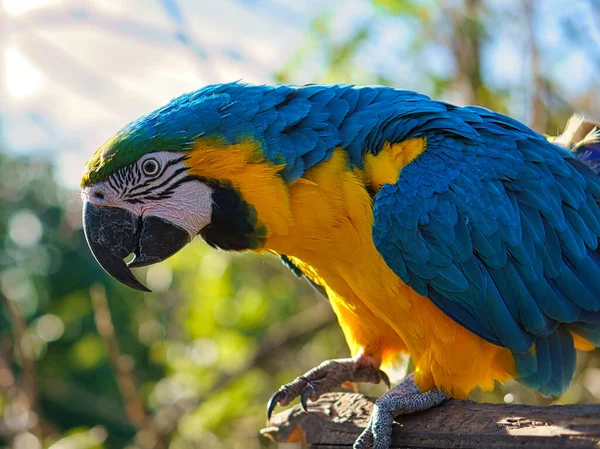 Porträt Eines Gelben Aras Auf Einem Ast Der Papageienvogel Ist — Stockfoto