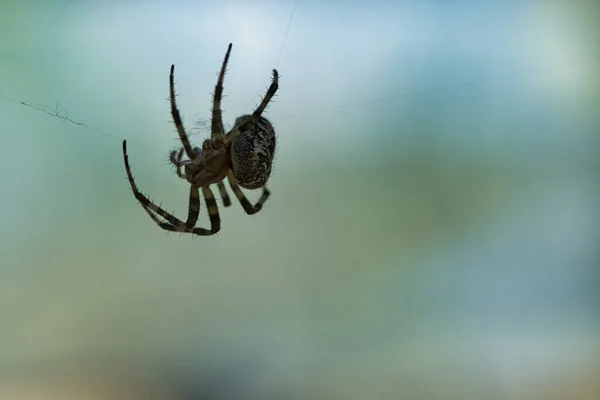 交叉蜘蛛爬在蜘蛛丝上 模糊的背景 昆虫中有用的猎手 Arachnid 野外的动物照片 — 图库照片