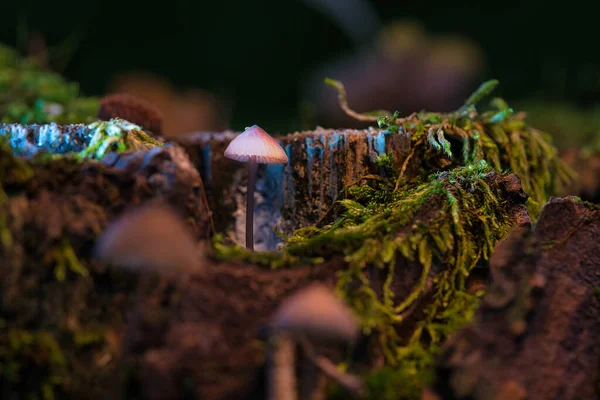 Ein Filigraner Kleiner Pilz Einer Baumwurzel Mit Hellen Flecken Wald — Stockfoto
