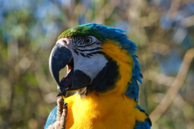 Bir dalda sarı bir papağan portresi. Papağan kuşu nesli tükenmekte olan bir tür. Hayvan fotoğrafı.