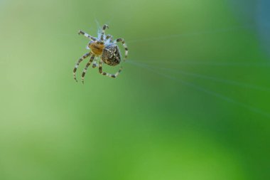 Örümceğin ağındaki çapraz örümcek, avını arıyor. Arka plan bulanık. Böcekler arasında yararlı bir avcı. Eklembacaklı. Vahşi doğadan bir hayvan fotoğrafı..