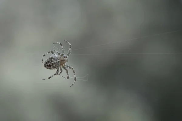 Keresztbe Lőtt Pók Mászott Egy Pók Fonalon Halloweeni Rémület Homályos — Stock Fotó