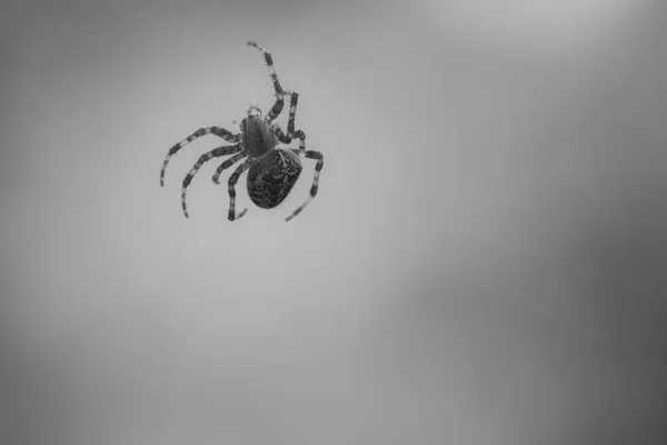 Siyah Beyaz Çapraz Örümcek Örümcek Ipliğinde Sürünüyor Cadılar Bayramı Korkusu — Stok fotoğraf