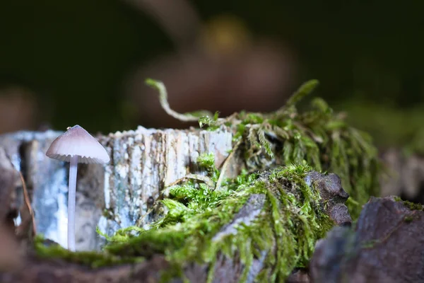 Egy Filigrán Kis Gomba Egy Gyökerében Fényfolttal Erdőben Erdőpadló Mohával — Stock Fotó
