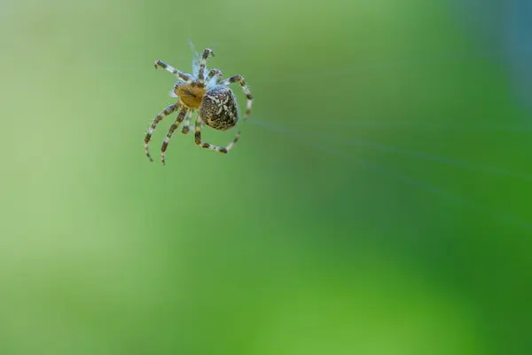 Cross Spider Spider Web Lurking Prey Blurred Background Useful Hunter — Stock Photo, Image