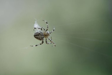 Örümceğin ağındaki çapraz örümcek, avını arıyor. Arka plan bulanık. Böcekler arasında yararlı bir avcı. Eklembacaklı. Vahşi doğadan bir hayvan fotoğrafı..