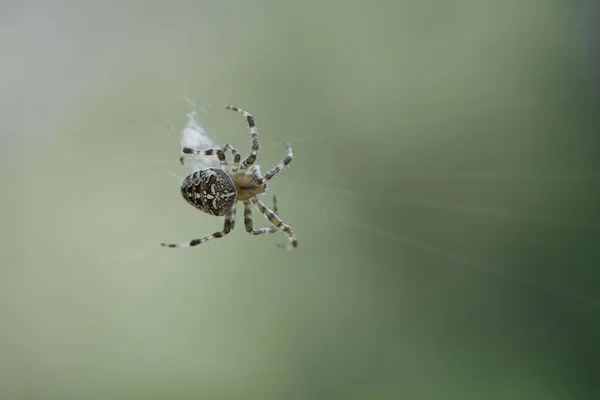 Kreuzspinnen Einem Spinnennetz Die Auf Beute Lauern Unscharfer Hintergrund Ein — Stockfoto