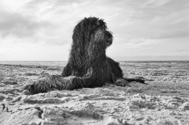 Danimarka 'da denizin önündeki kumsalda uzanan siyah beyaz altın karalamalar çalındı. Açık benekli uzun siyah kürk. Köpeğin hayvan fotoğrafı.