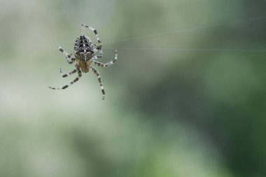 Örümcek ipliğinde sürünen çapraz örümcek. Cadılar Bayramı korkusu. Arka plan bulanık. Böcekler arasında yararlı bir avcı. Eklembacaklı. Vahşi doğadan bir hayvan fotoğrafı..