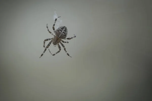 Örümcek Ipliğinde Sürünen Çapraz Örümcek Vuruşu Cadılar Bayramı Korkusu Arka — Stok fotoğraf